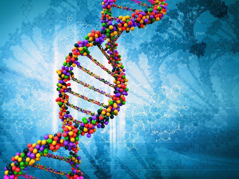 Telomeres: Translating Your True Age