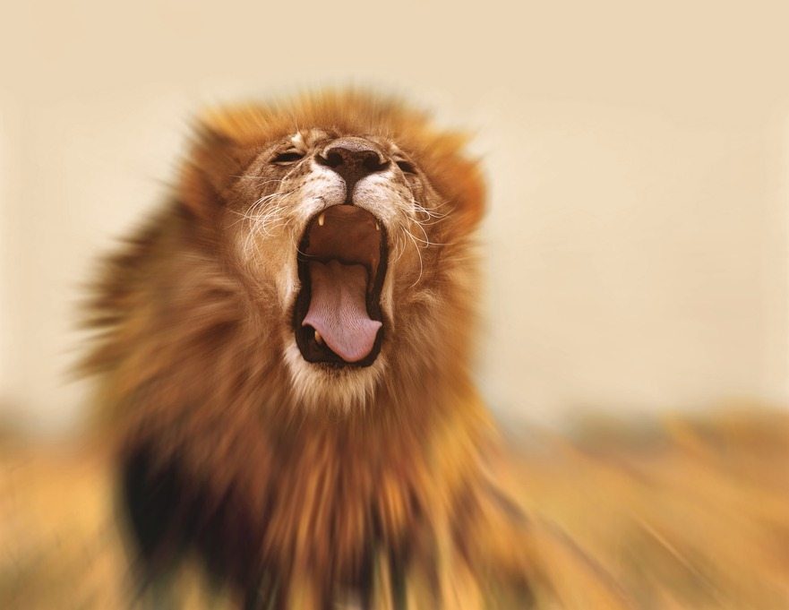 fear-fortitude-lion-roaring