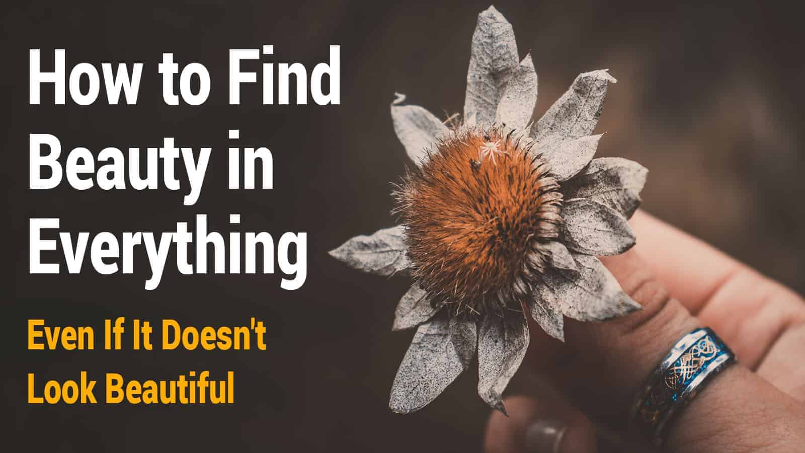 How to Find Beauty in Everything (Even If It Doesn’t Look Beautiful)