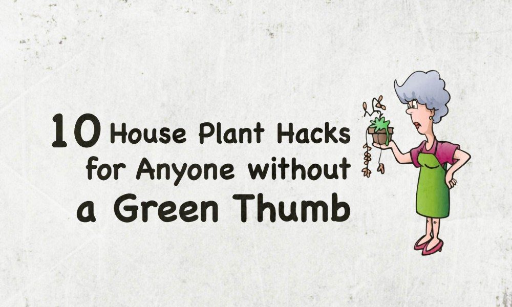 10 Houseplant Hacks For Anyone Without A Green Thumb