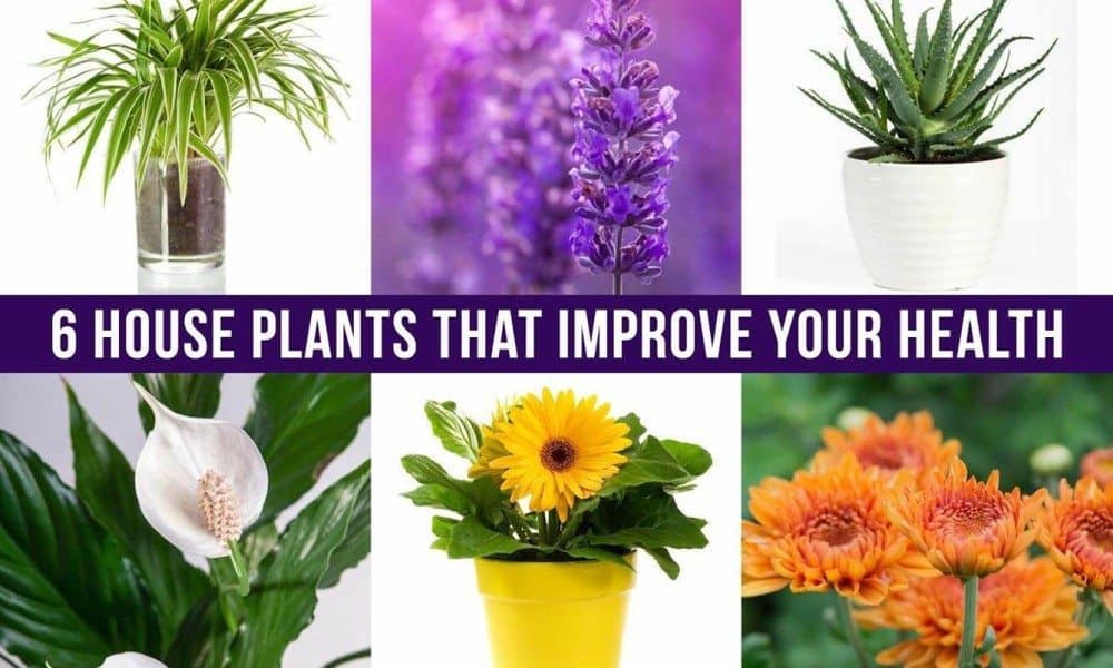 6 House Plants That Improve Your Health