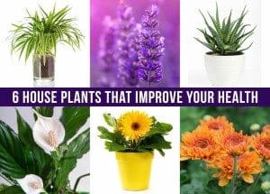 house plants for health