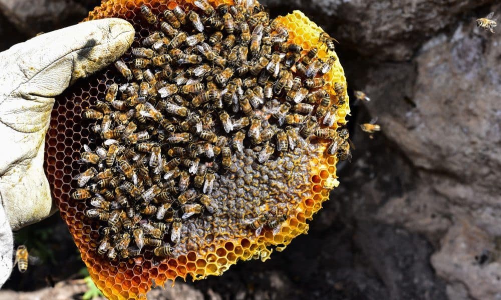 Bees Make A Resurgence In Europe After They Ban This ONE Thing