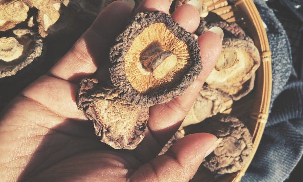 8 Scientifically Proven Reasons to Eat Shiitake Mushrooms Every Day
