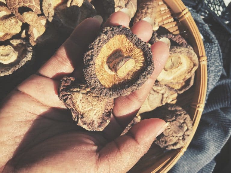 mushroom