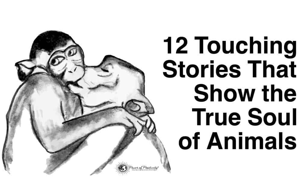 12 Touching Stories That Show the True Soul of Animals