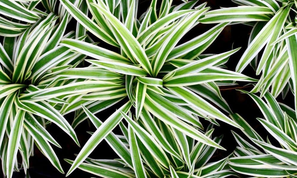 12 of the Best Plants for Cleaner Indoor Air