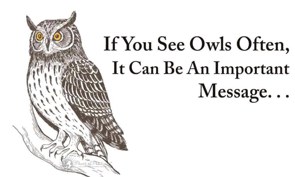 If You See Owls Often, This Is What It Means