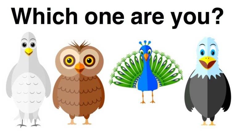 bird
