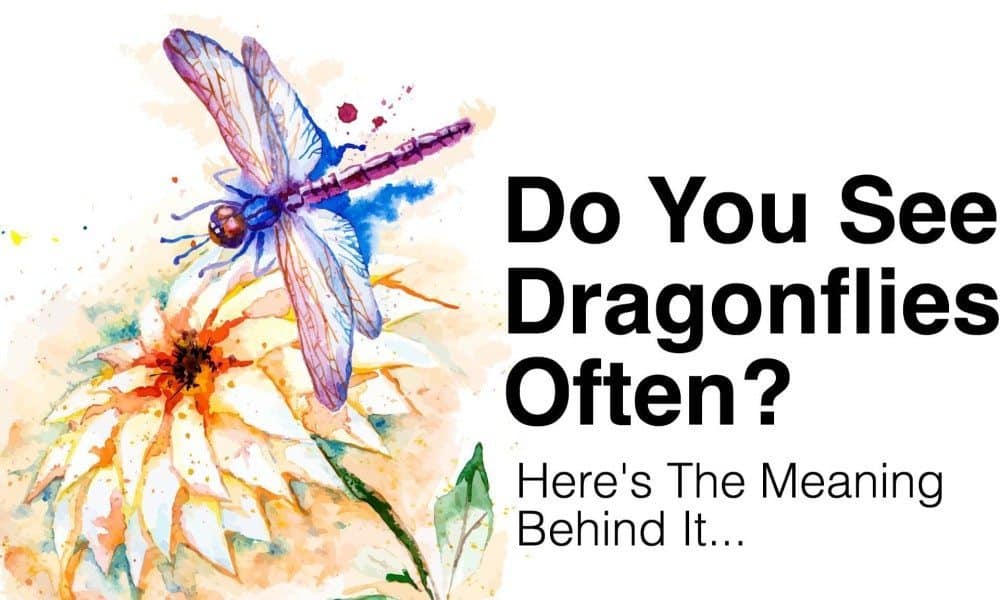 Do You See Dragonflies Often? This Is What It Means…