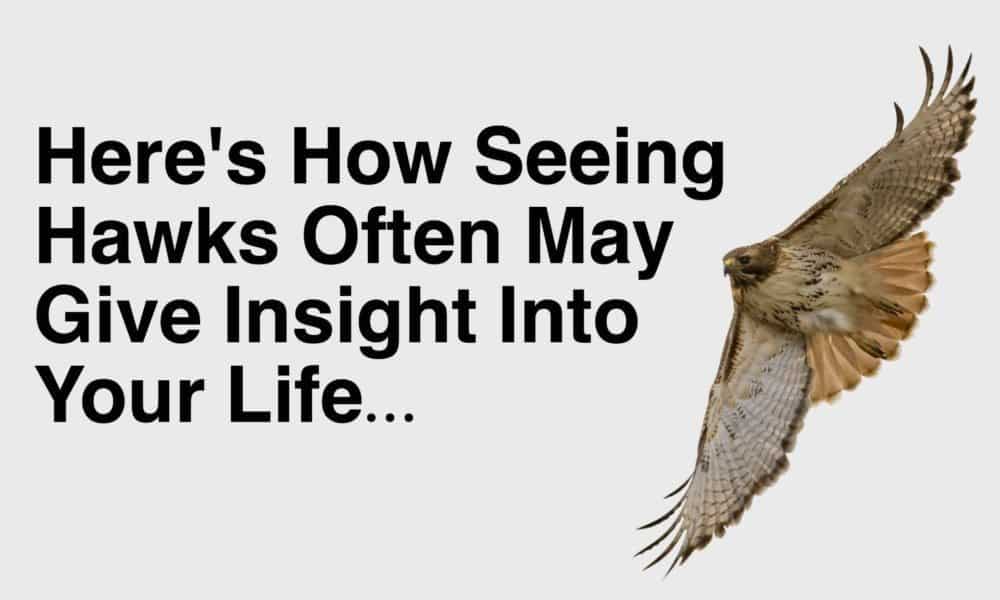 Here’s How Seeing Hawks Often May Give Insight Into Your Life