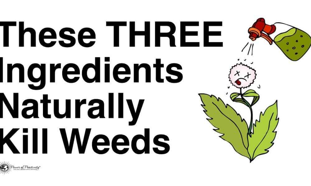These THREE Ingredients Naturally Kill Weeds