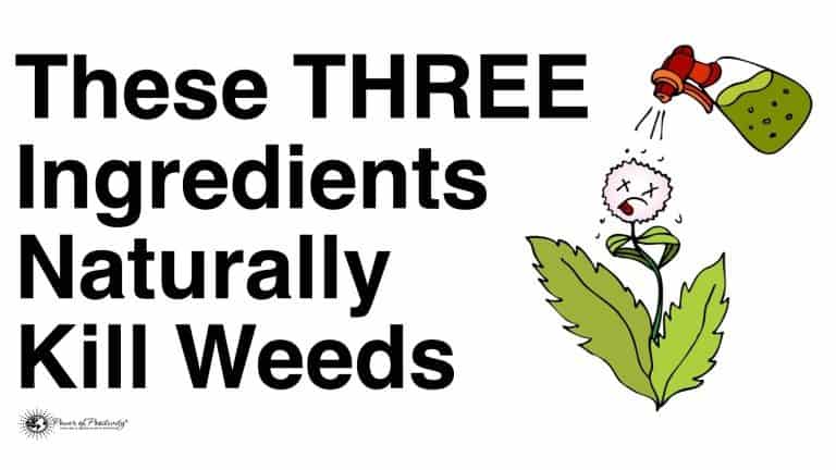 naturally kill weeds