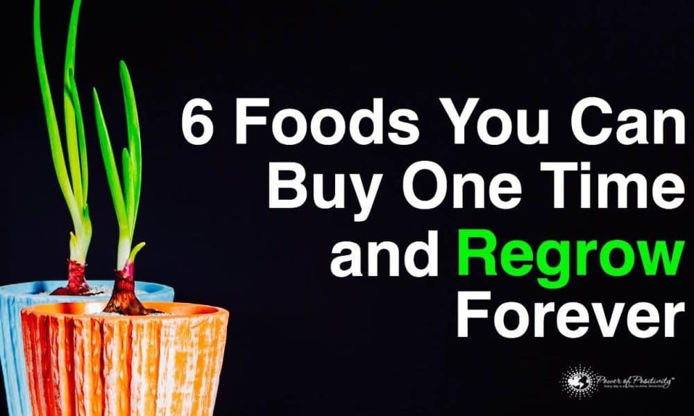 6 Foods You Can Buy One Time And Regrow Forever