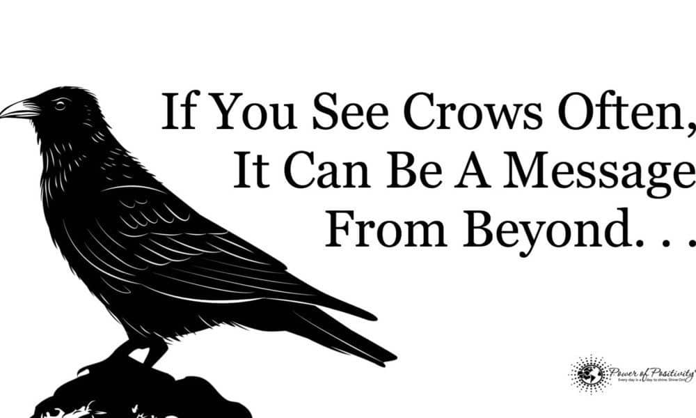 If You See Crows Often, This May Be Why