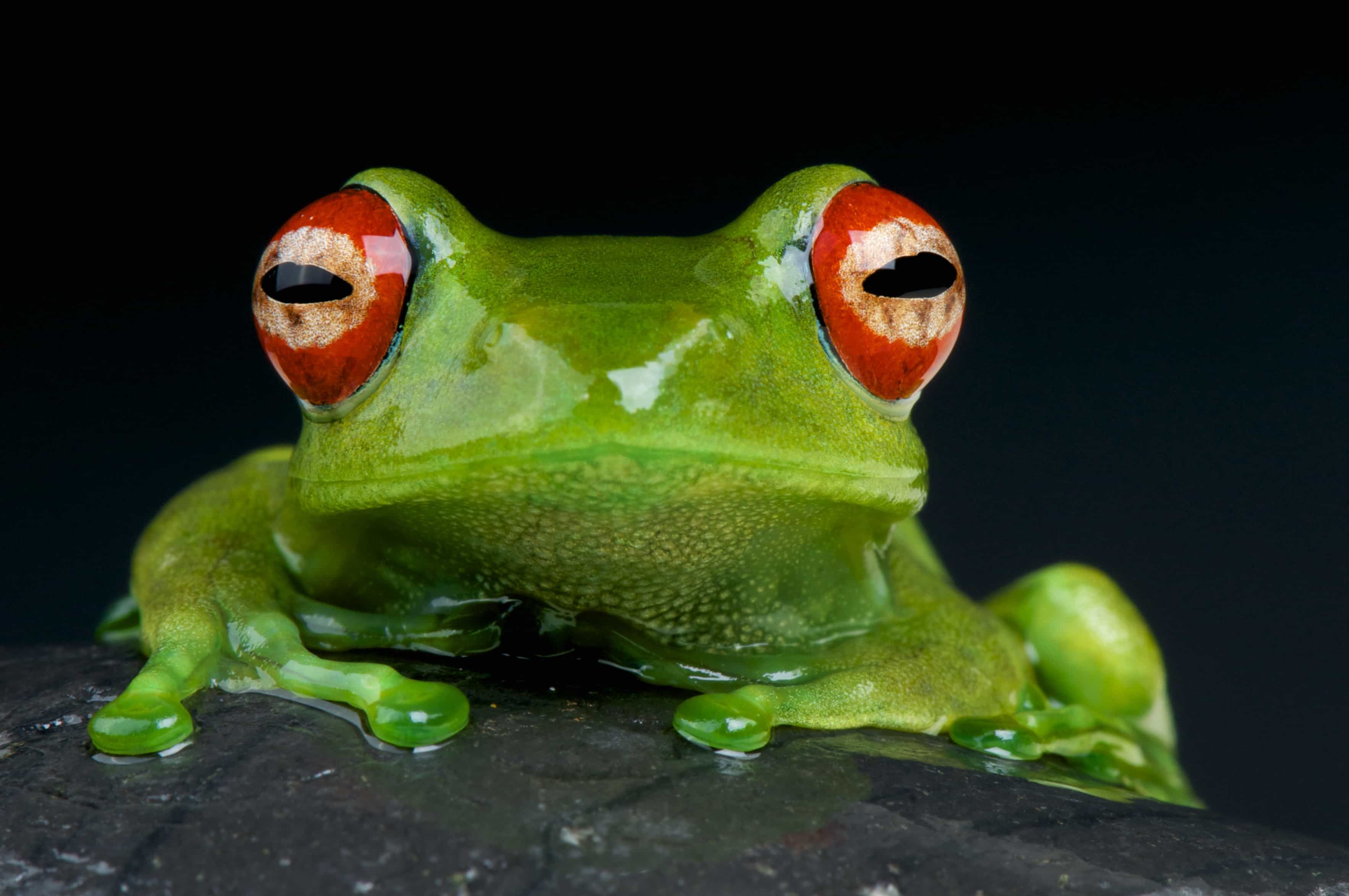If You See Frogs Often, This Is What It Means