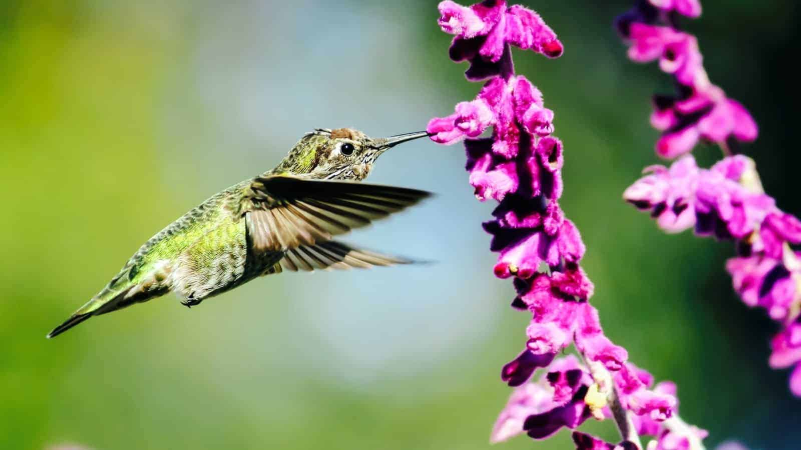 hummingbirds