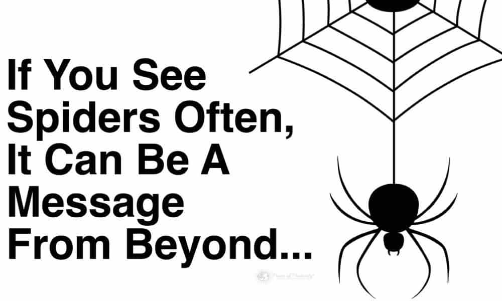 If You See Spiders Often, This May Be Why