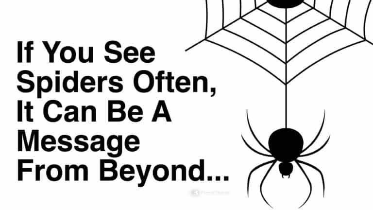 spiders