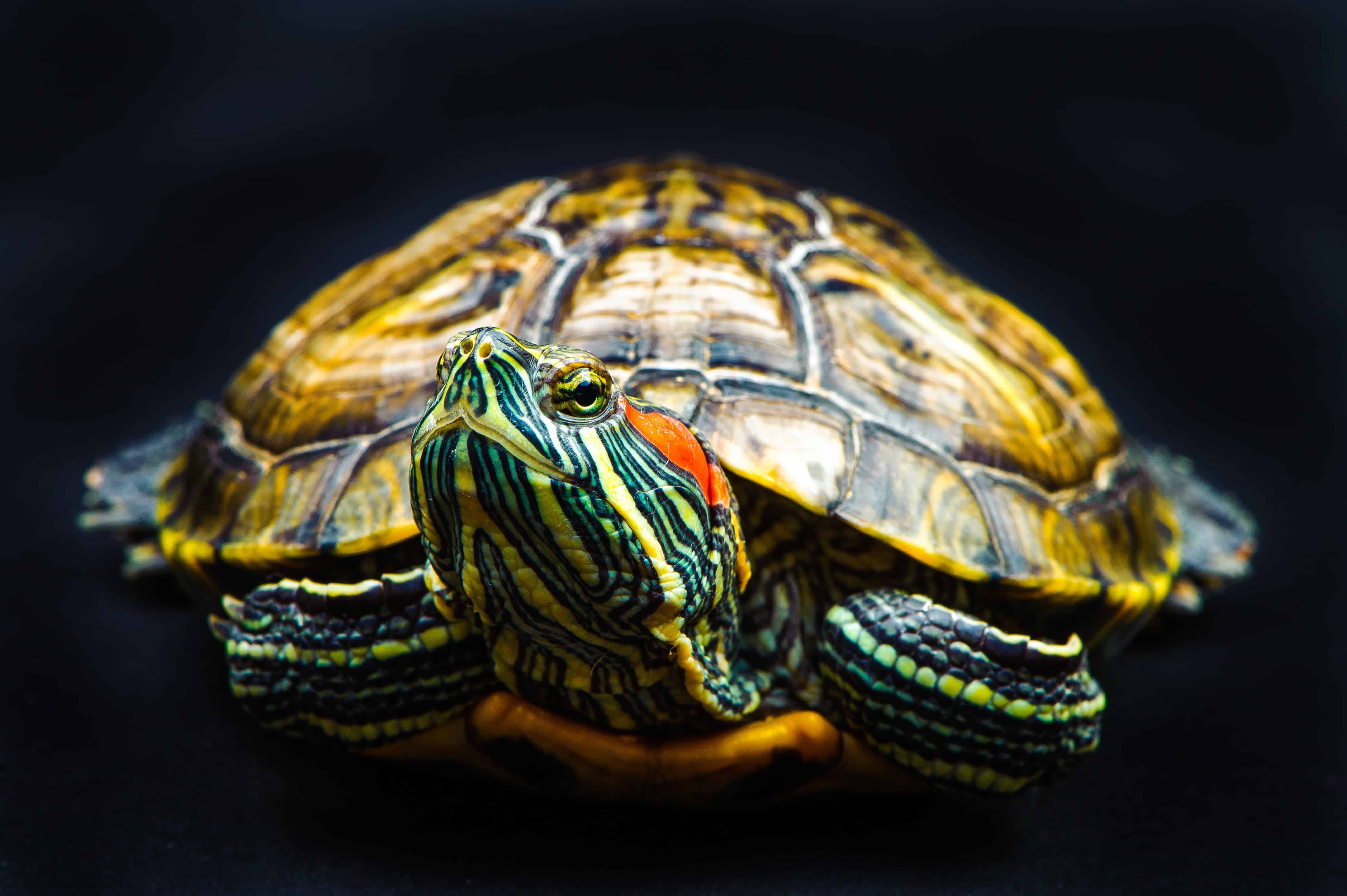 If You See Turtles Often, This Is What It Means