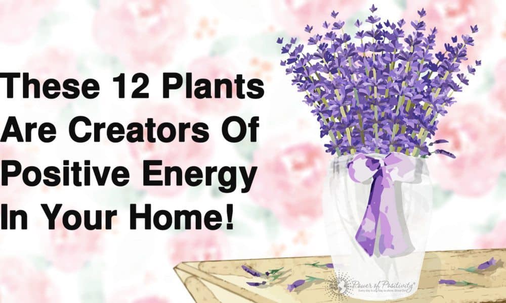12 Plants That Create Positive Energy In Your Home