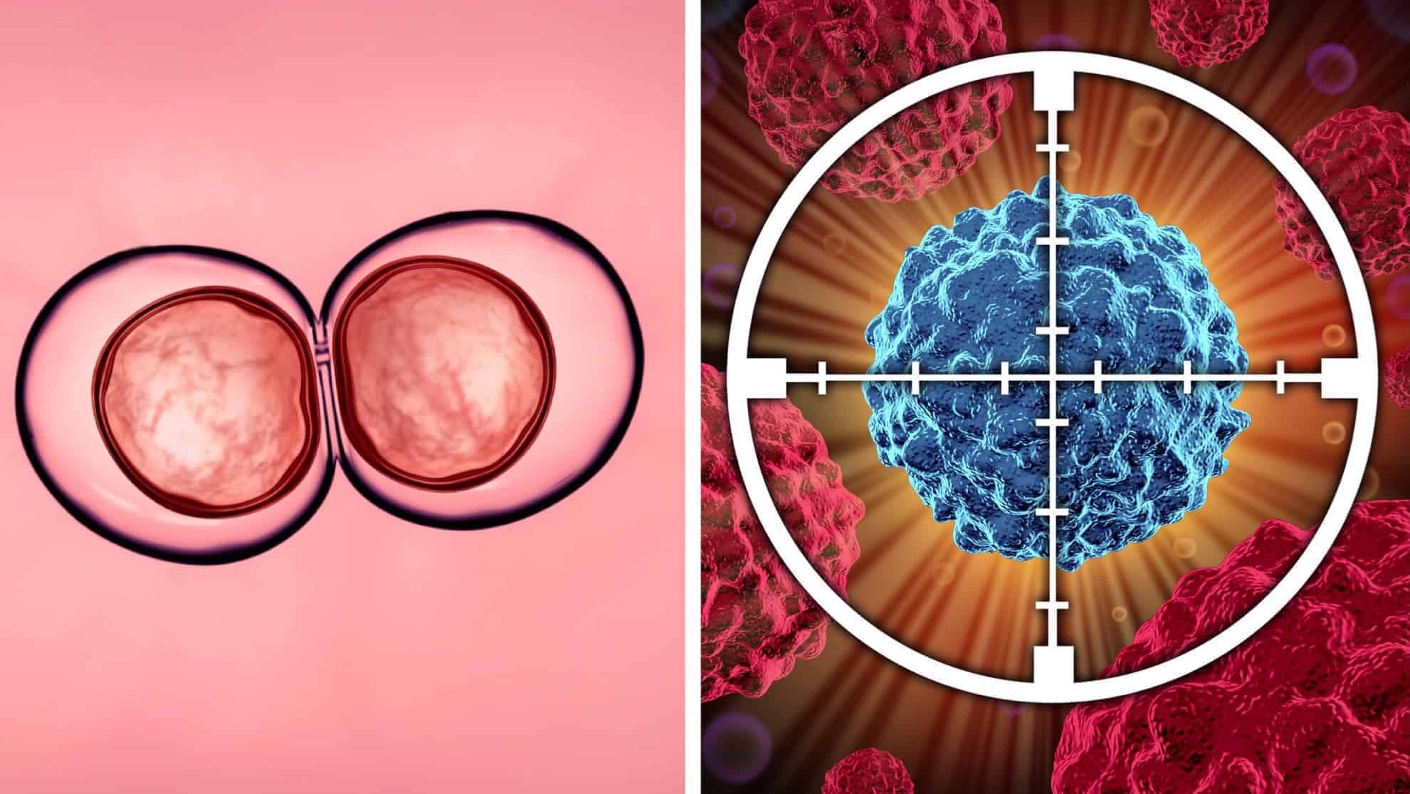 Science Explains How Fasting Can Regenerate Your Cells And Fight Cancer