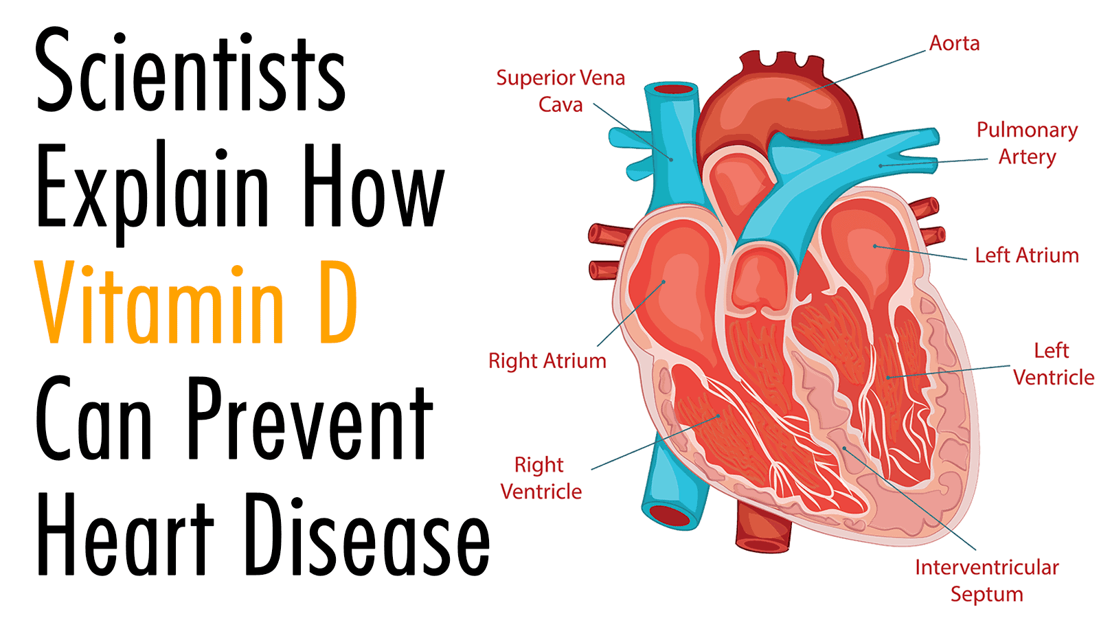 Scientists Explain How Vitamin D Can Prevent Heart Disease
