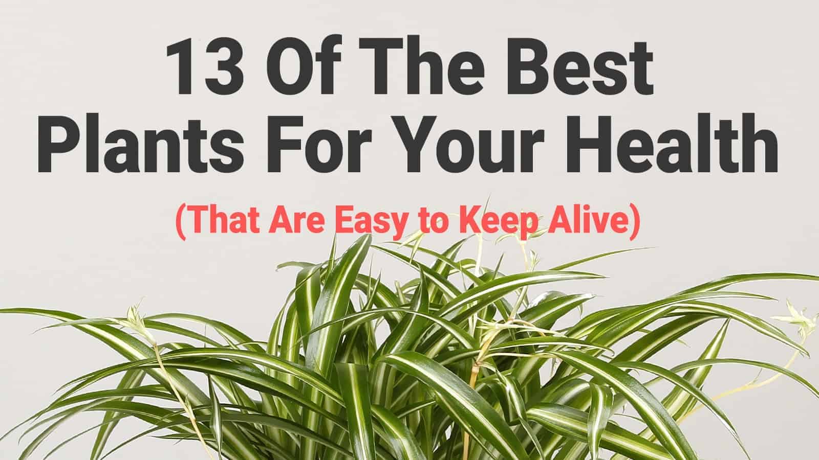 13 Of The Best Plants For Your Health (That Are Easy to Keep Alive)