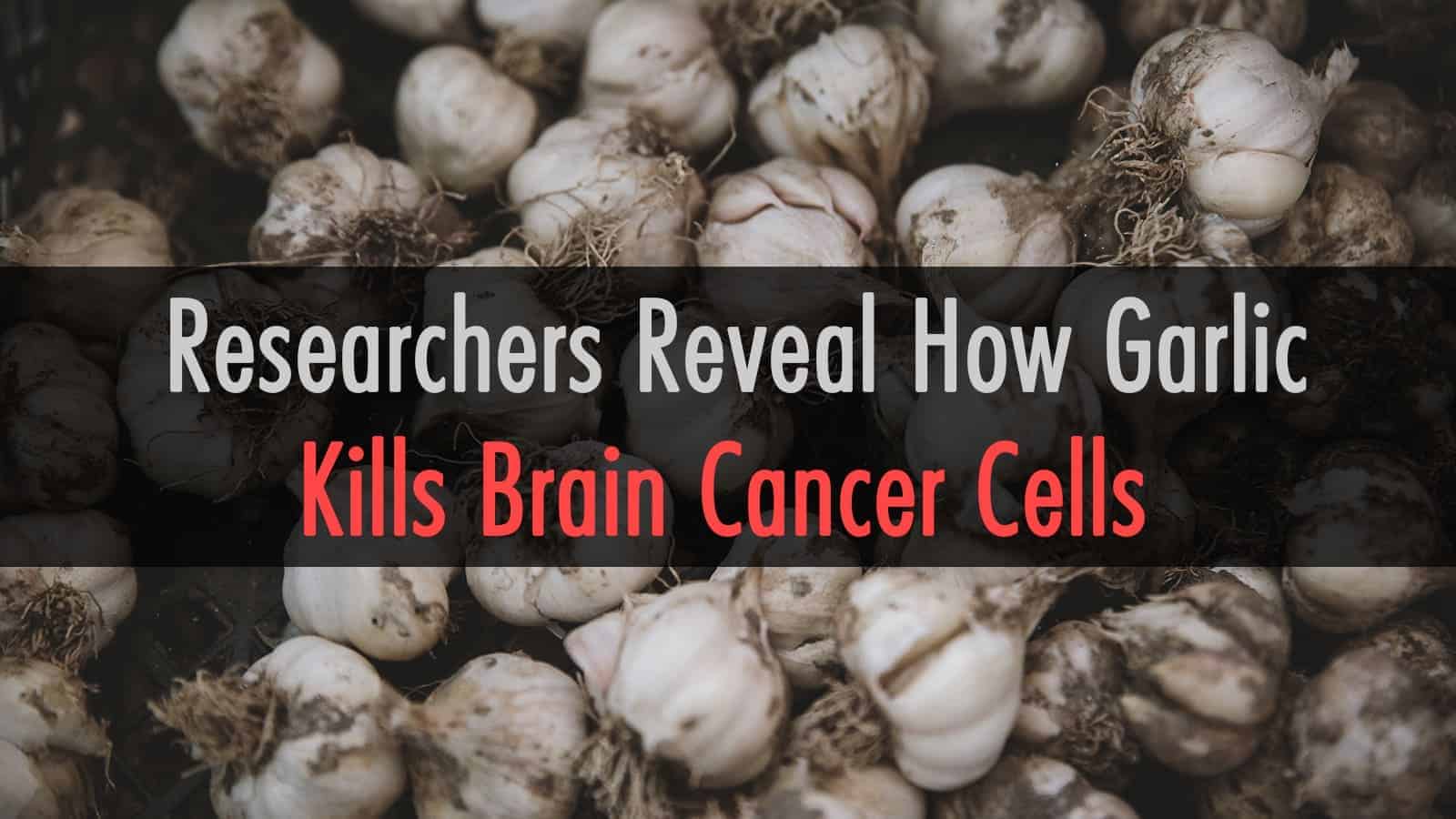 Researchers Reveal How Garlic Kills Brain Cancer Cells