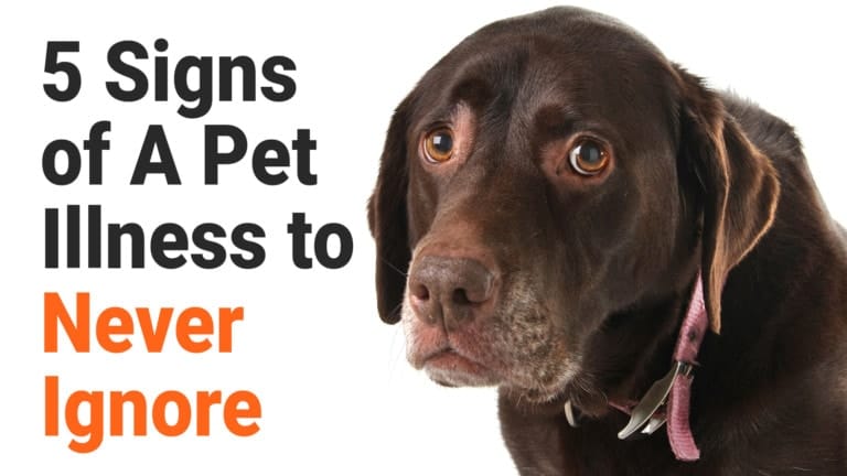 pet illness