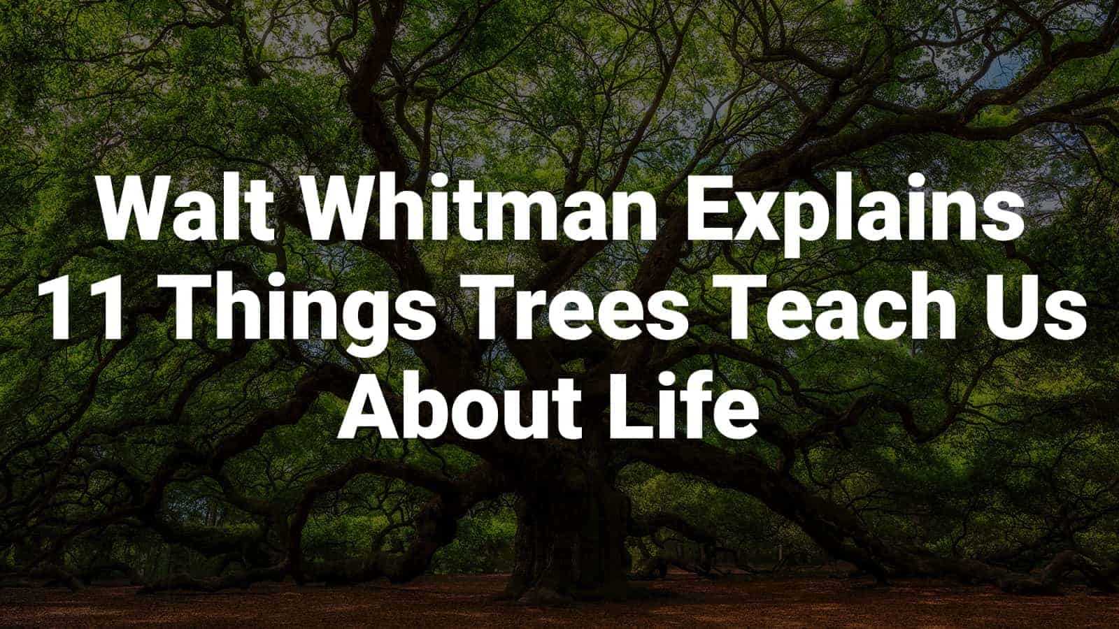 Walt Whitman Explains 11 Things Trees Teach Us About Life