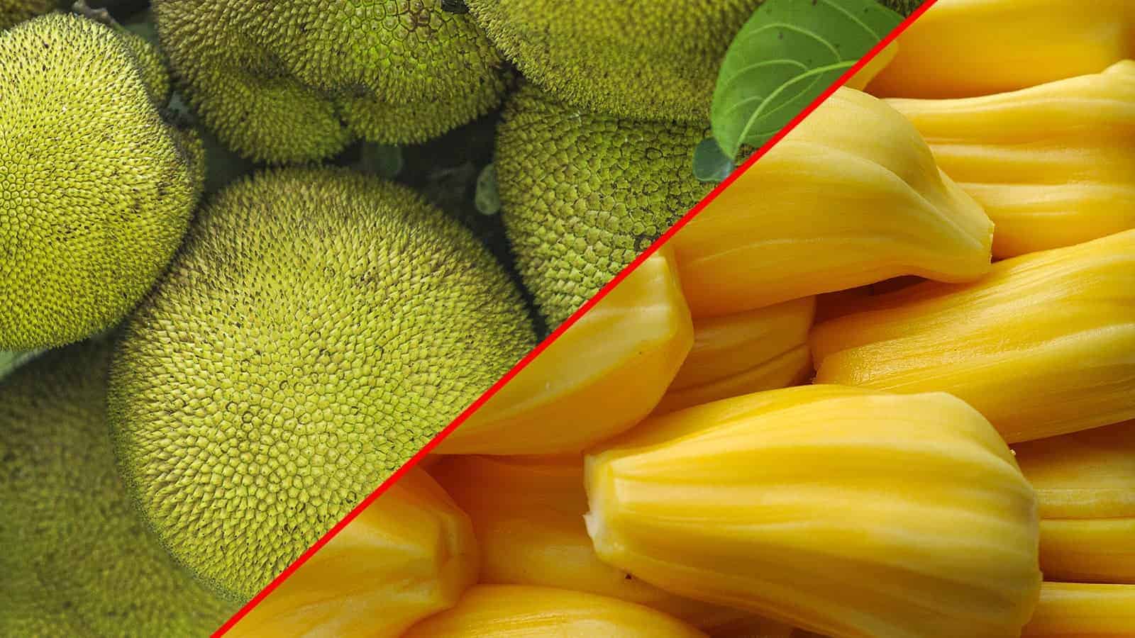 10 Health Benefits of Jackfruit