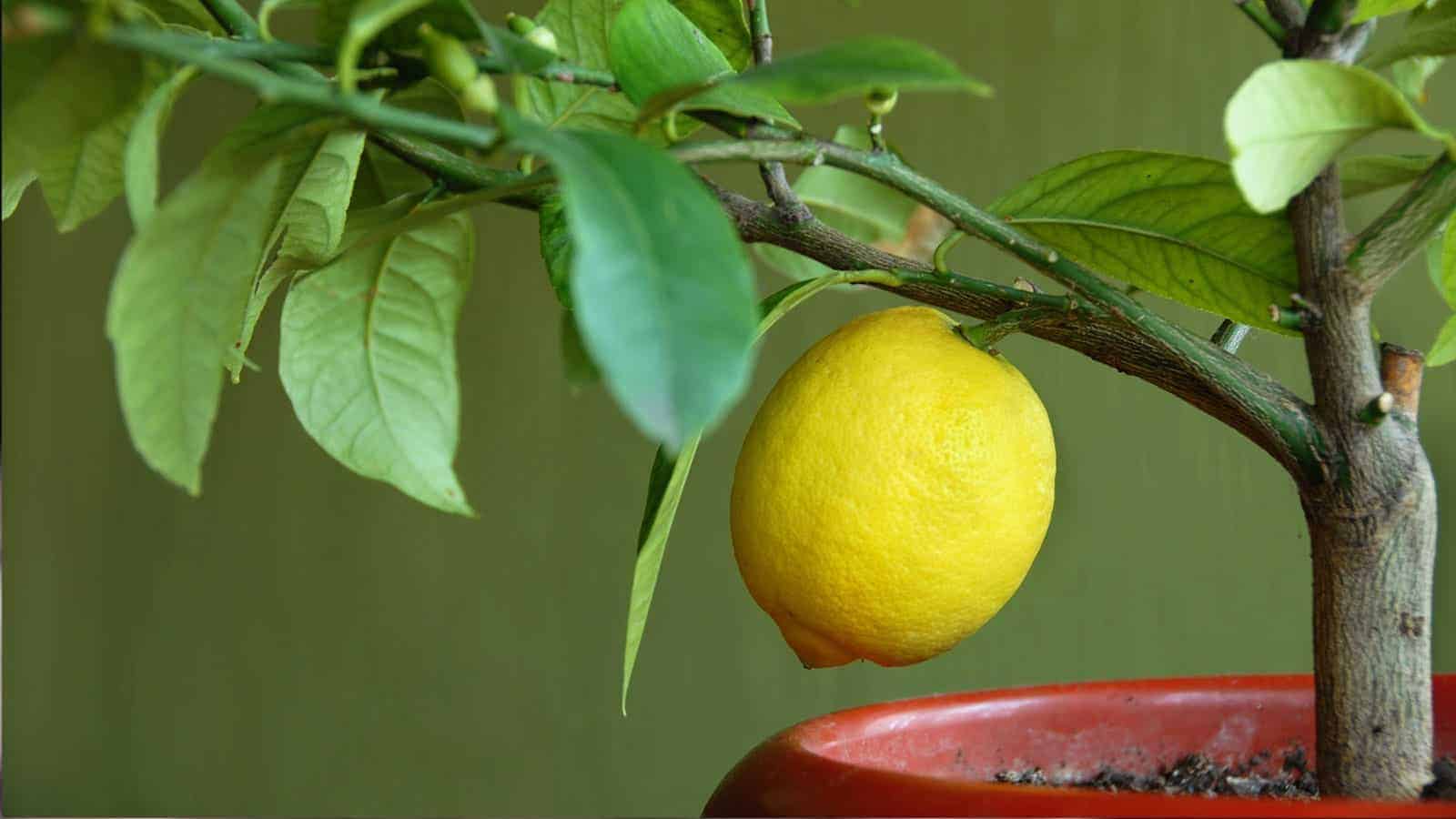 How to Grow Lemons At Home And Never Buy Them Again