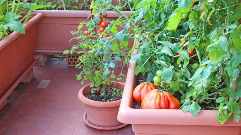 self watering bucket