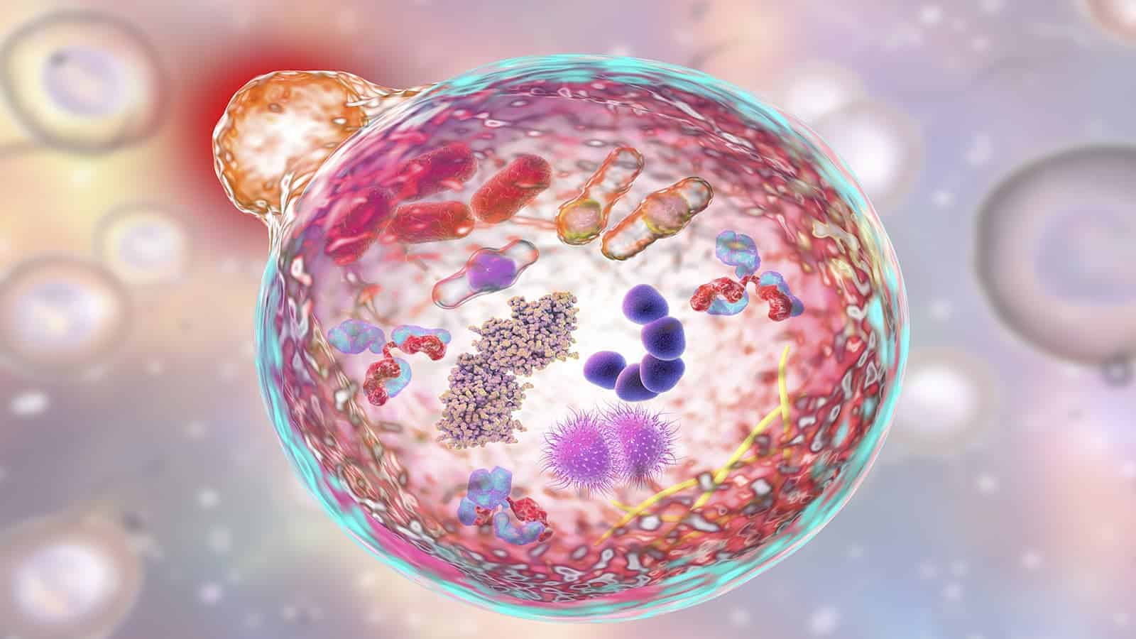 How to Use Autophagy to Clear Damaged Cells From Your Body And Reduce Inflammation