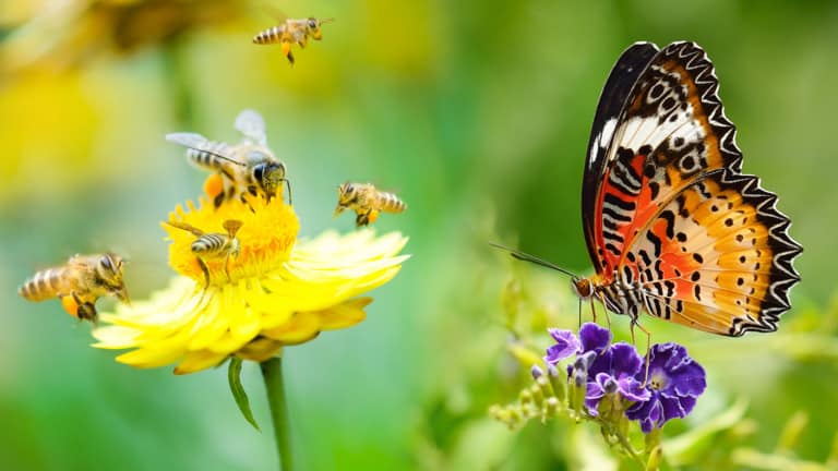 pollinator garden