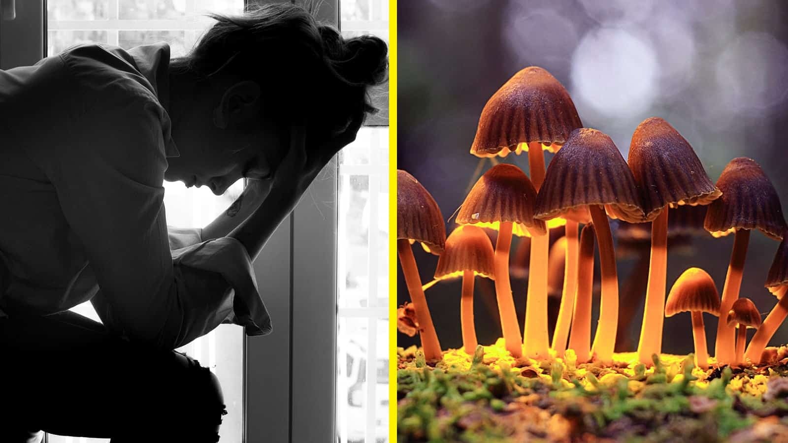 Researchers Explain How to Treat Depression With Mushrooms