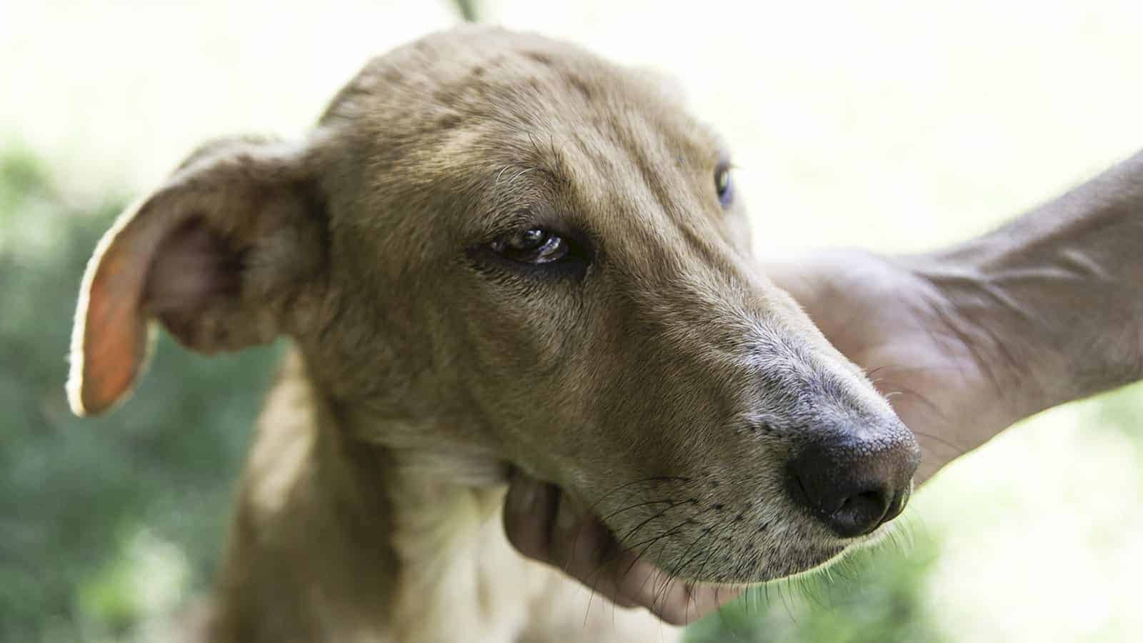 Virginia Reveals Law That Makes Animal Cruelty a Felony