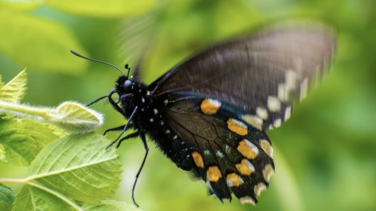 pipevine swallowtail