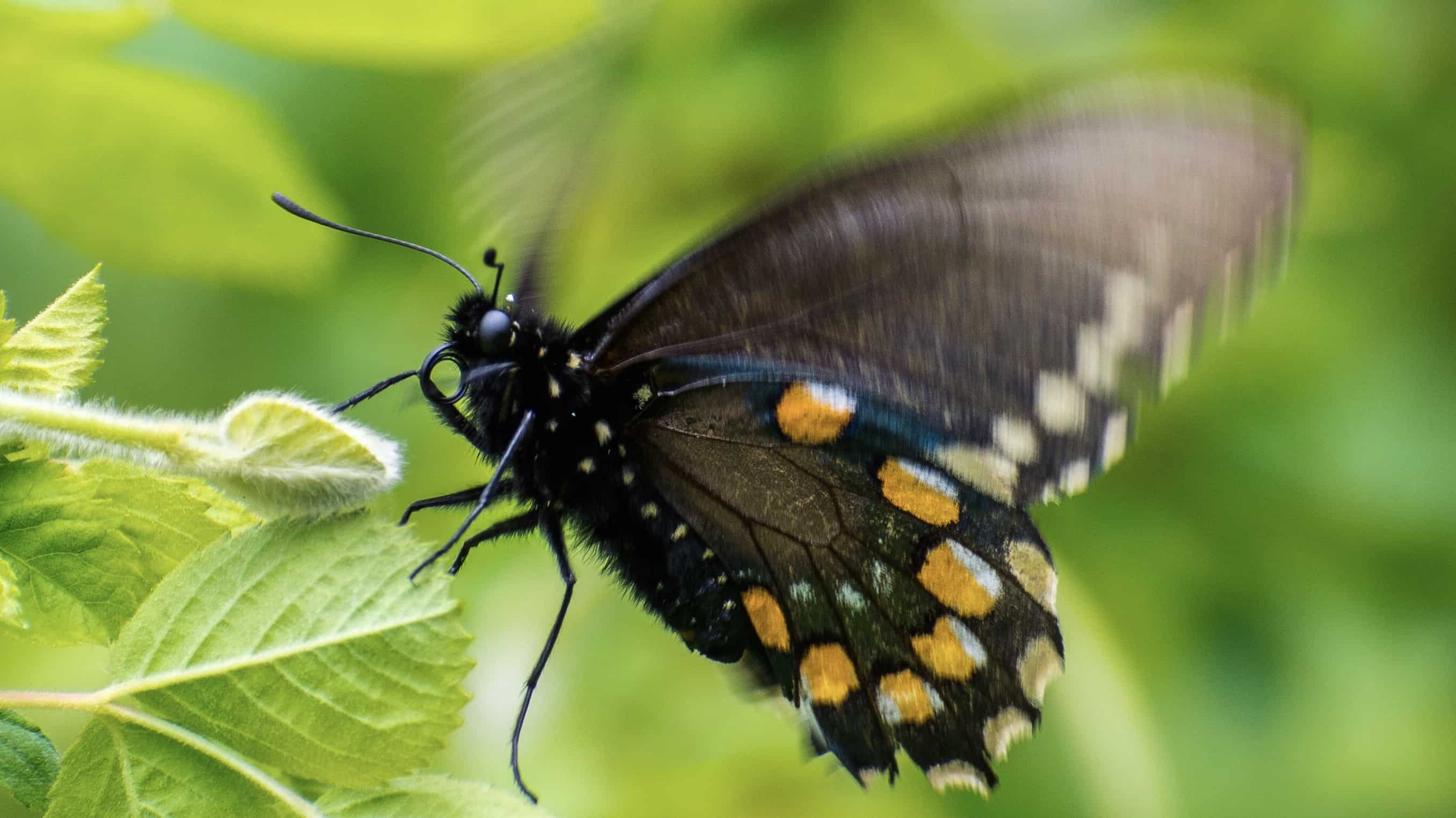 San Francisco Man Repopulates a Rare Butterfly At Home