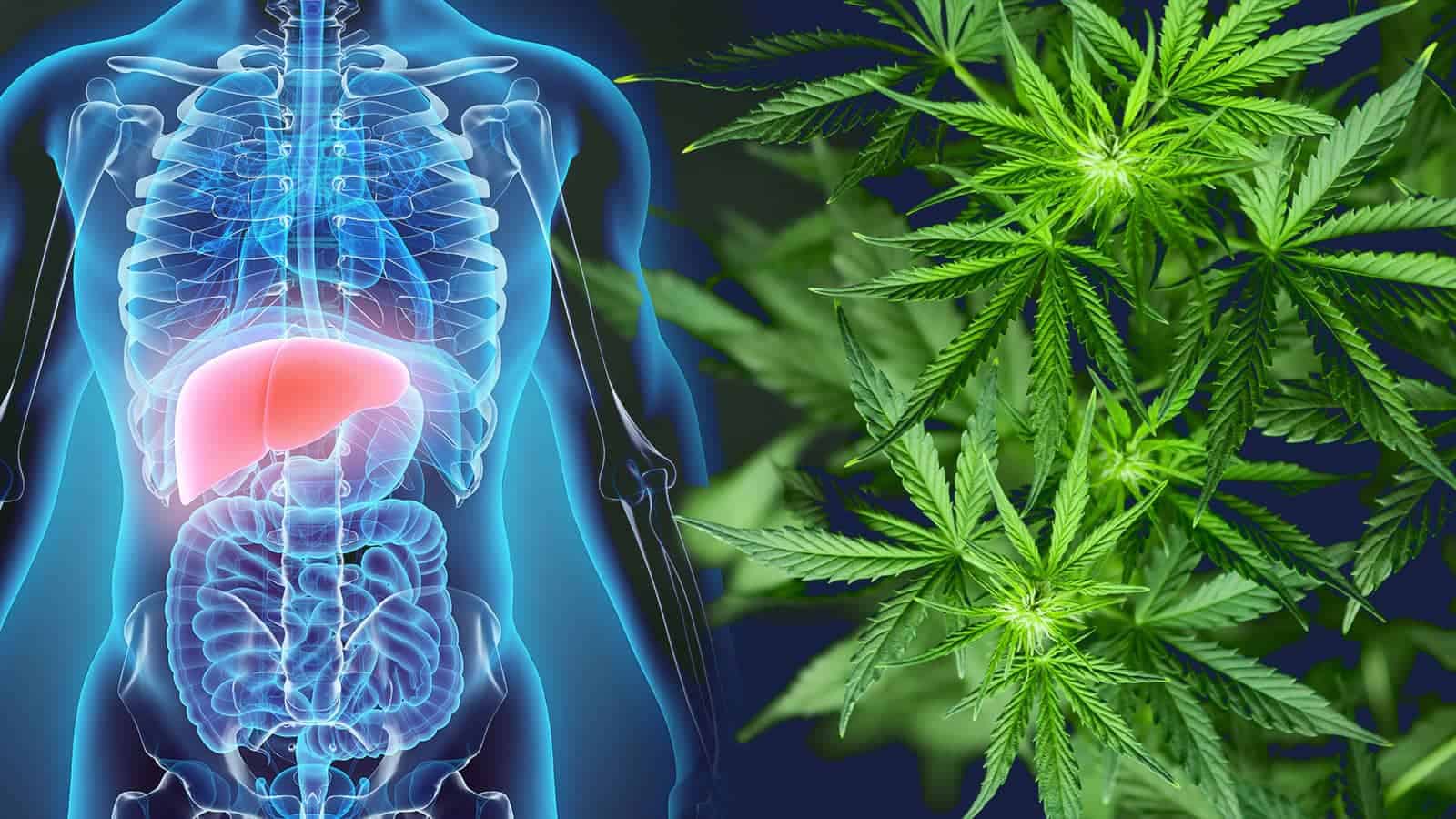 Science Explains How Marijuana Can Prevent Liver Damage From Alcohol