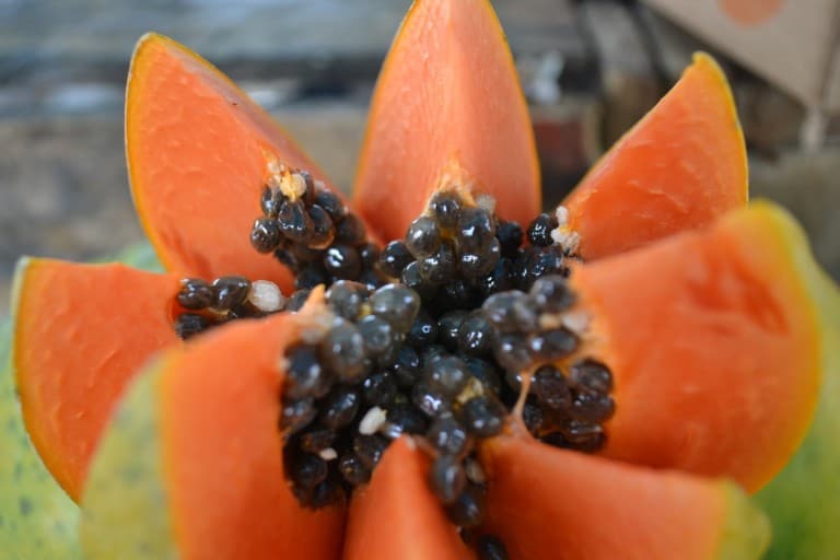 papaya fruit