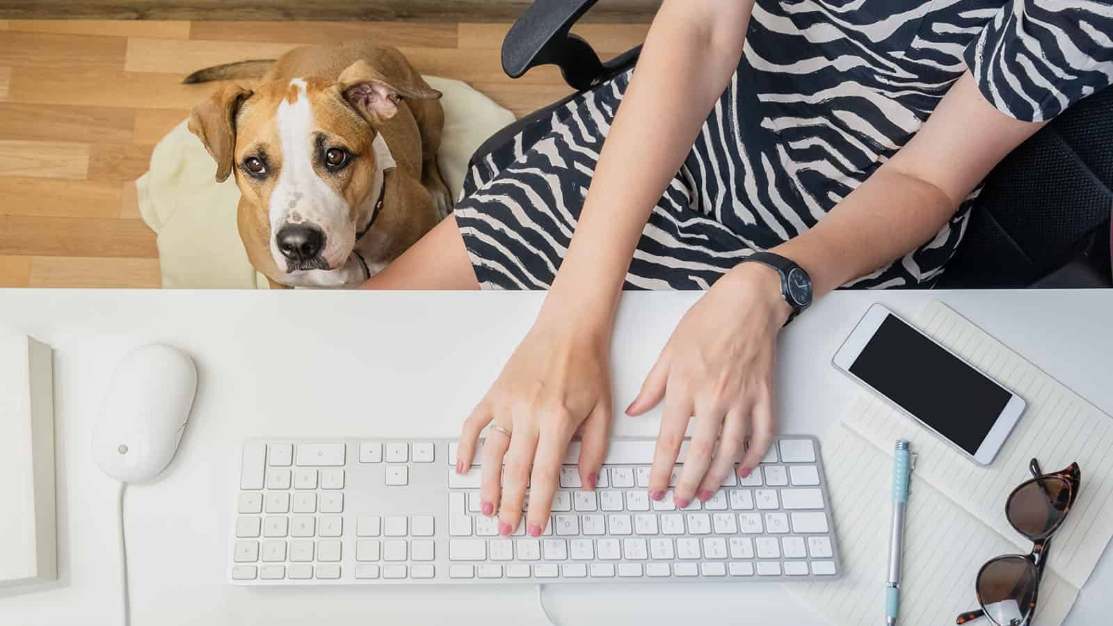 Researchers Reveal How Having A Dog At Work Boosts Productivity and Reduces Stress