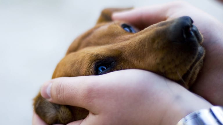 animal protection