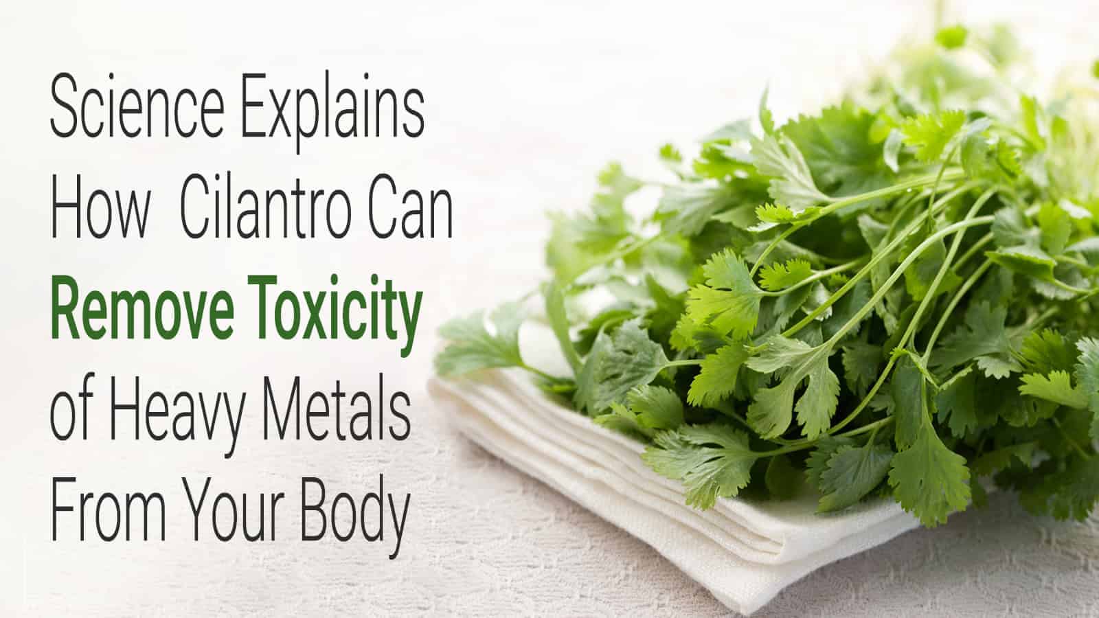 Science Explains How Cilantro Can Remove Toxicity of Heavy Metals From Your Body