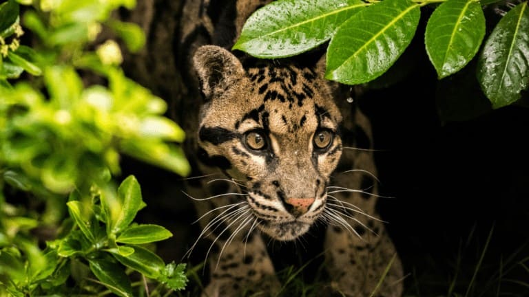 clouded leopard poachers