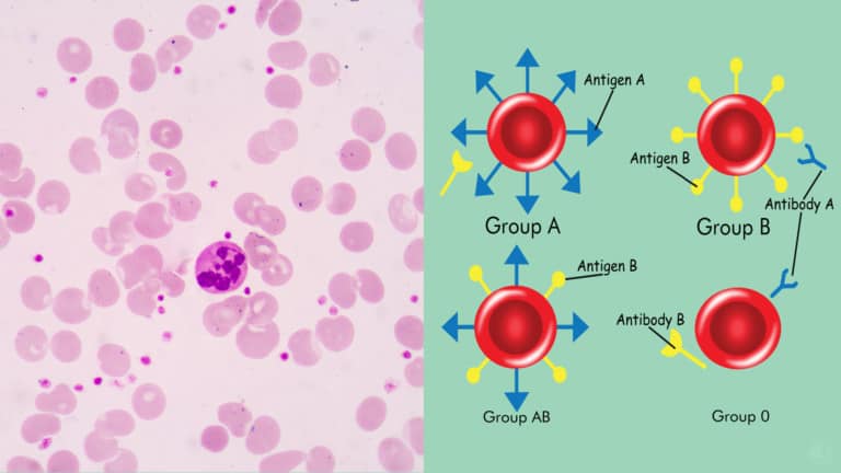 blood type