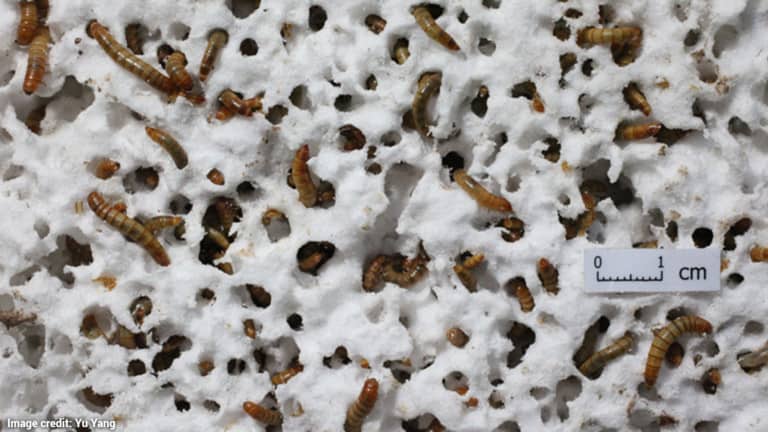 plastic eating worms