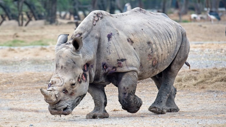 rhino poaching
