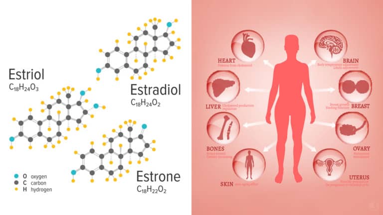 estrogen